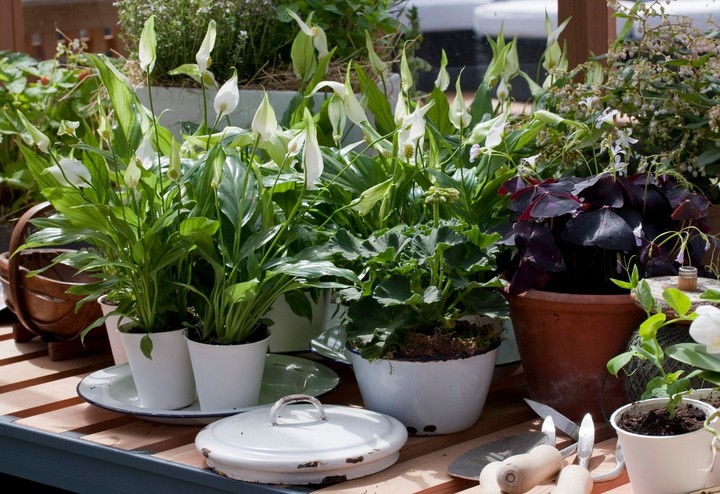 Nova zahrada - lopatkovec